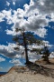 Bryce-Canyon-Nationalpark_D-45