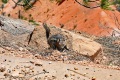 Bryce-Canyon-Nationalpark_D-48