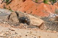 Bryce-Canyon-Nationalpark_D-49