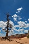 Bryce-Canyon-Nationalpark_D-61