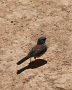 Bryce-Canyon-Nationalpark_D-64