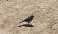 Bryce-Canyon-Nationalpark_D-65