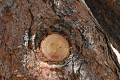 Bryce-Canyon-Nationalpark_D-79