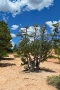 Bryce-Canyon-Nationalpark_D-84