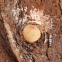 Bryce-Canyon-Nationalpark_E-104