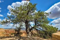 Bryce-Canyon-Nationalpark_E-88