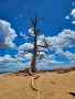 Bryce-Canyon-Nationalpark_E-94