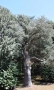 03_08_18_Dunkeld (2)