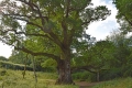 03_08_18_Dunkeld Birnam Oak (1)