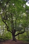 03_08_18_Dunkeld Birnam Oak (11)