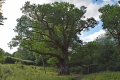 03_08_18_Dunkeld Birnam Oak (2)