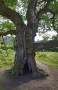 03_08_18_Dunkeld Birnam Oak (3)