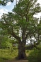 03_08_18_Dunkeld Birnam Oak (4)