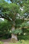 03_08_18_Dunkeld Birnam Oak (7)