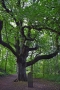 03_08_18_Dunkeld Birnam Oak (9)