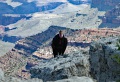 Grand-Canyon-Nationalpark_D-24