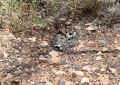 Grand-Canyon-Nationalpark_D-46