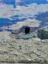 Grand-Canyon-Nationalpark_E-108