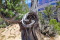 Grand-Canyon-Nationalpark_E-116