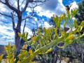 Grand-Canyon-Nationalpark_E-119