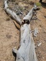 Grand-Canyon-Nationalpark_E-123