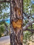 Grand-Canyon-Nationalpark_E-124