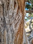 Grand-Canyon-Nationalpark_E-129
