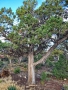 Grand-Canyon-Nationalpark_E-199