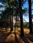 Grand-Canyon-Nationalpark_E-44