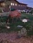 Grand-Canyon-Nationalpark_E-85