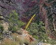 Grand-Canyon-Nationalpark_S-19