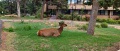 Grand-Canyon-Nationalpark_S-28
