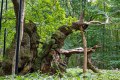 Jaegerspris-Alte-Eichen-Kongeegen_20.08-3