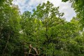 Jaegerspris-Alte-Eichen-Kongeegen_20.08-4