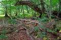 Jaegerspris-Alte-Eichen-Storkeegen_20.08-10