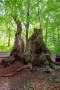 Jaegerspris-Alte-Eichen-Storkeegen_20.08-8