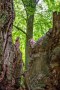 Jaegerspris-Alte-Eichen-Storkeegen_20.08-9