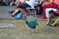 Kopenhagen-Tivoli-Park-23_07_19-11