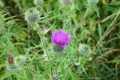 Naesholm-Borgruin-15_07_19-13