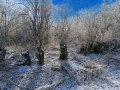 Haaken-Werder-1