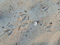 Odder-Strand-19_08-3