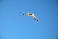 Roervig-Strand-16_07_19-10