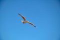 Roervig-Strand-16_07_19-11