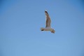 Roervig-Strand-16_07_19-12