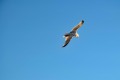 Roervig-Strand-16_07_19-13