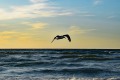 Roervig-Strand-16_07_19-7