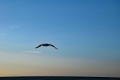 Roervig-Strand-16_07_19-8