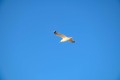 Roervig-Strand-16_07_19-9