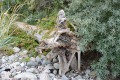 Roesnaes-Fyr_12.08-4