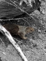 Grand-Canyon-Nationalpark_E-203